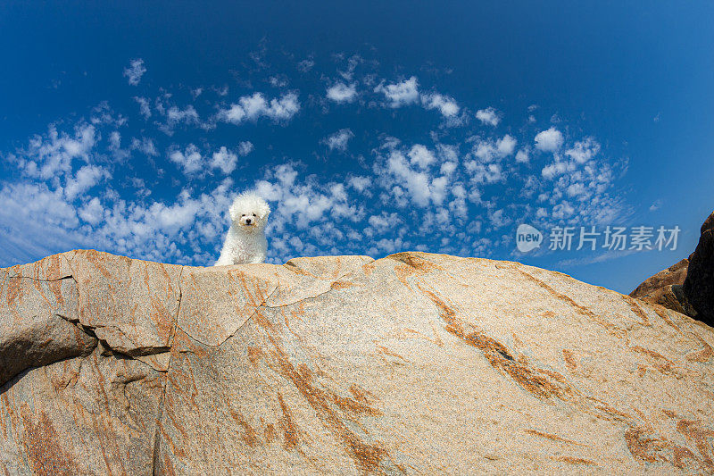 Bichon Frisé从自然的角度